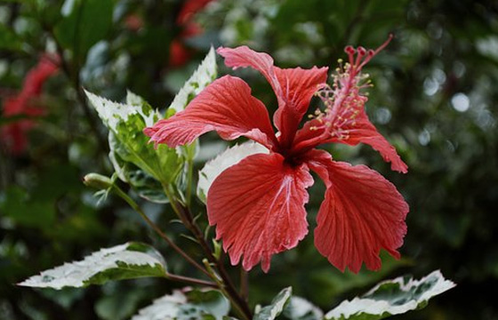 10個PR剪輯技巧，提高你的剪輯效率